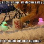 nogfunny008